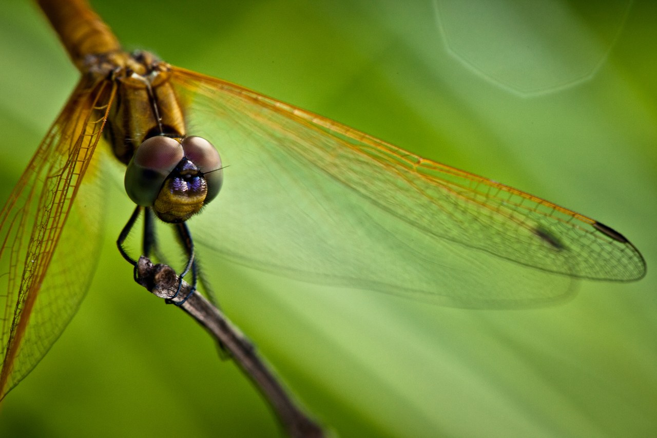 Dragonfly