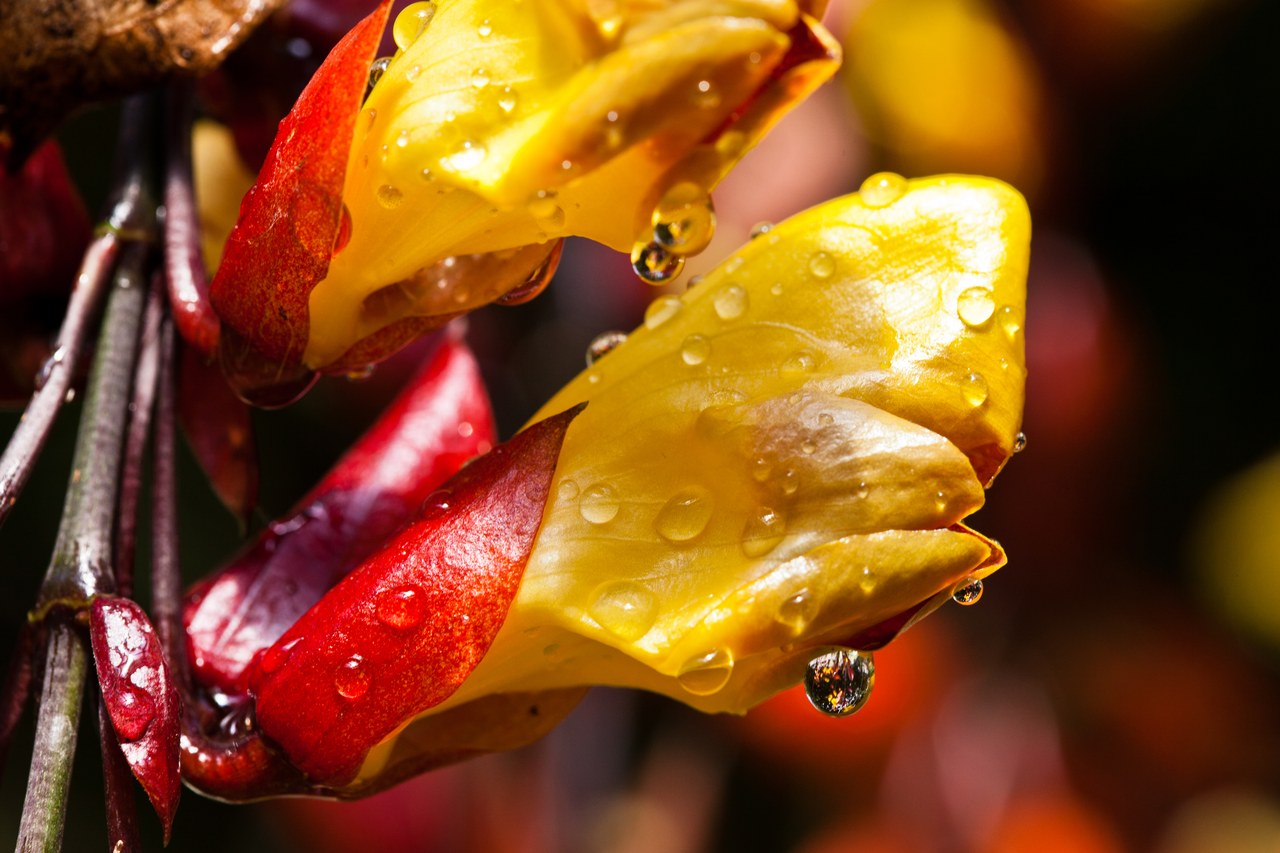 Malaysian flowers