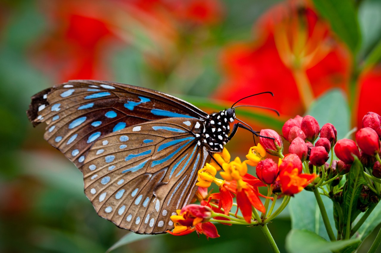Malaysian butterfly