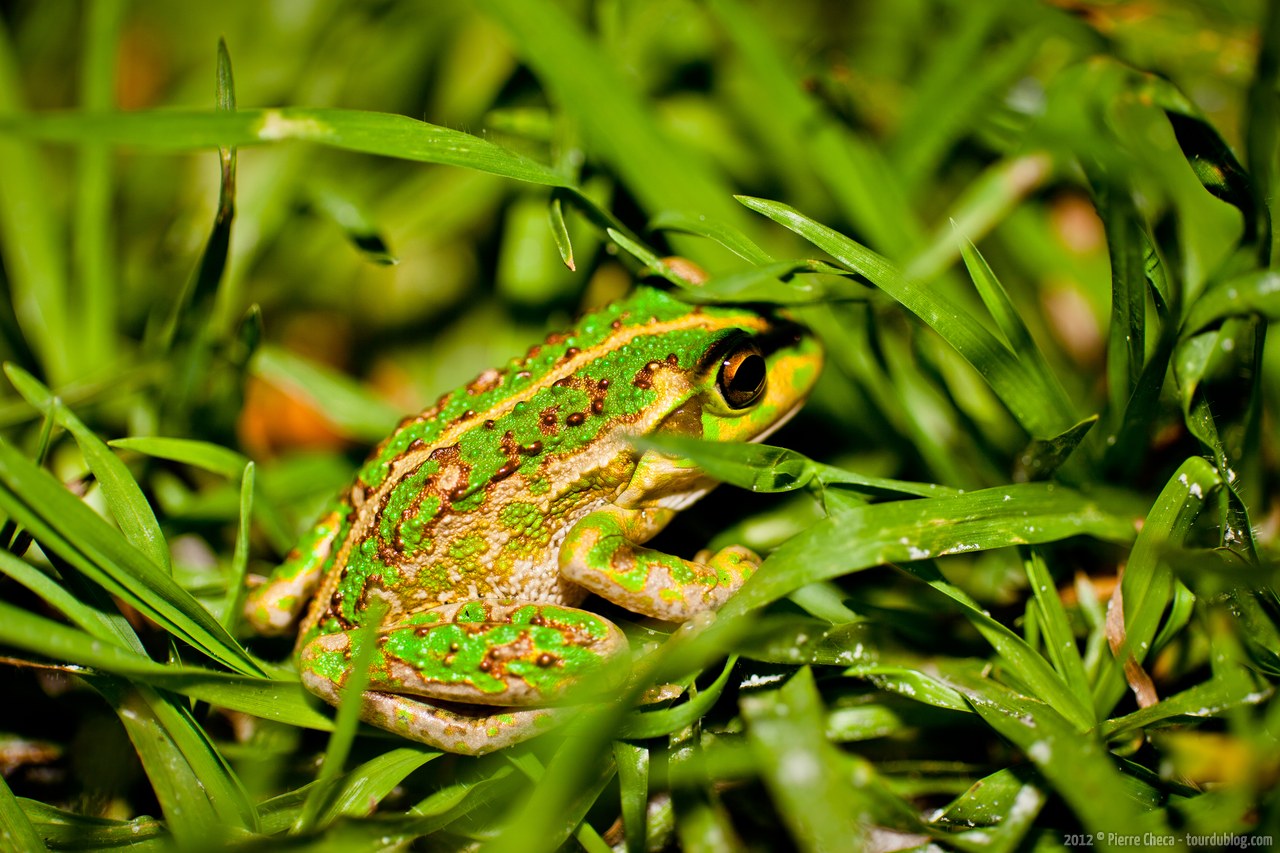 Australian frog